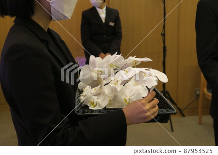 Say goodbye to Phalaenopsis orchid 87953525