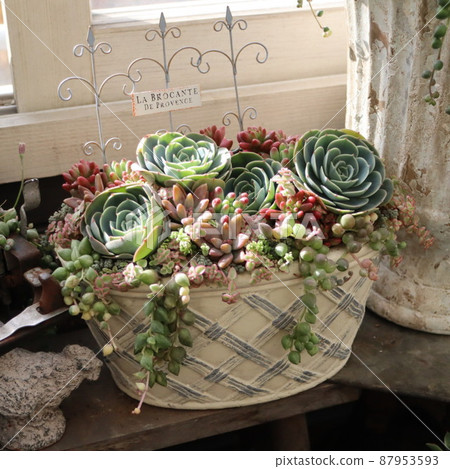 Group planting of the Seven Lucky Gods Group planting of the Seven Lucky Gods 87953593