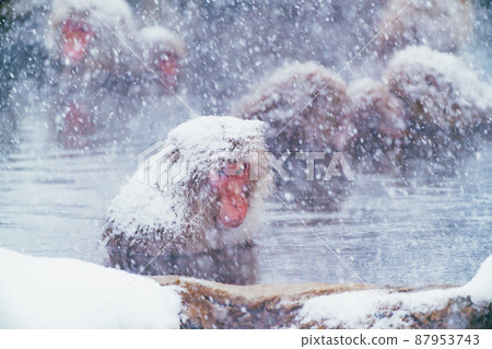 Snow monkey in Jigokudani Monkey Park Snow monkey in Jigokudani Monkey Park 87953743