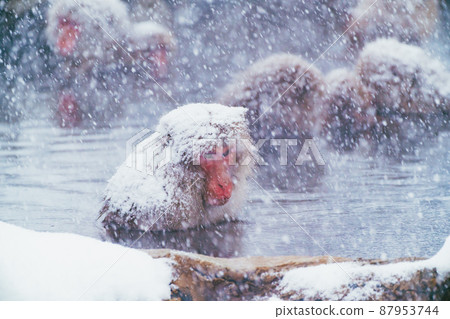 Snow monkey in Jigokudani Monkey Park Snow monkey in Jigokudani Monkey Park 87953744