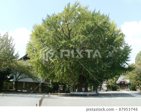 神奈川縣藤澤市院內的大銀杏樹淨光寺 神奈川縣藤澤市院內的大銀杏樹淨光寺 87953748