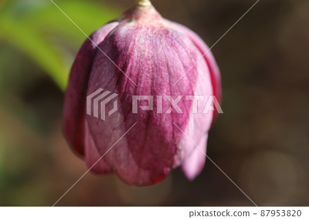 早春日本花園中盛開的聖誕玫瑰紅紫色花蕾 早春日本花園中盛開的聖誕玫瑰紅紫色花蕾 87953820