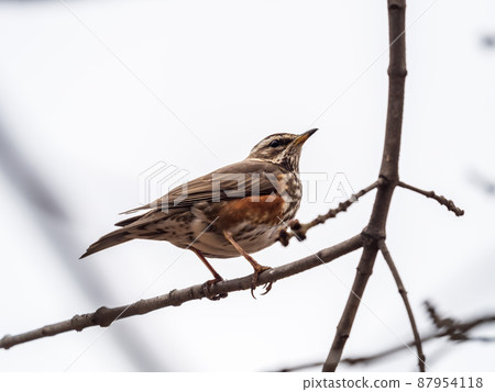 Wood bird Redwing, Turdus iliacus, sits on tree branch 87954118