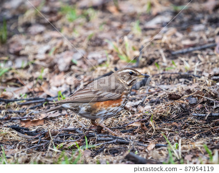 Wood bird Redwing, Turdus iliacus, on a sprng lawn. 87954119