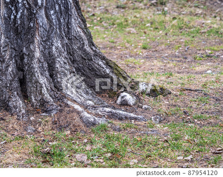 Orange and yellow fallen leaves under a tree. Autumn background with dried leaves in the sunlight. 87954120