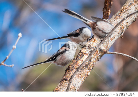 Two European long-tailed tits, latin name Aegithalos caudatus. Two birds sitting on a branch in a deciduous forest. 87954194