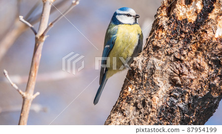 Cute bird, Eurasian blue tit, songbird sitting on a branch without leaves in early spring Cute bird, Eurasian blue tit, songbird sitting on a branch without leaves in early spring 87954199