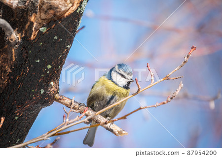 Cute bird, Eurasian blue tit, songbird sitting on a branch without leaves in early spring 87954200