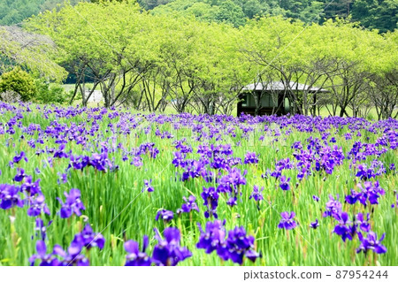 大平綾女公園 大平綾女公園 87954244