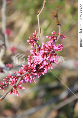 Spring scenery / "Hanazuou" with countless buds on the verge of full bloom Spring scenery / "Hanazuou" with countless buds on the verge of full bloom 87954522