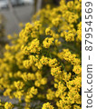 黃色的花朵在陽光下綻放 87954569