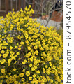 商店裡盛開的黃色花朵 87954570