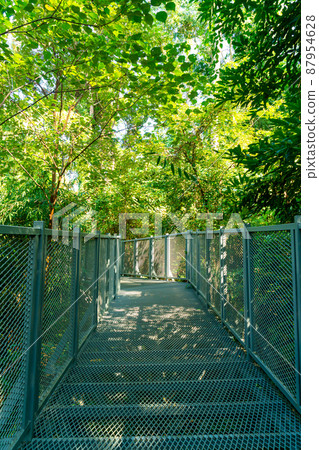 walk way in the forest 87954628