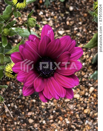 開花在庭院裡的花 開花在庭院裡的花 87955004