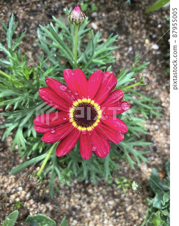 雨後綻放的紅花 87955005