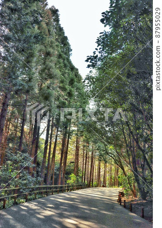 彎曲道路上的綠樹成蔭的道路（垂直） 87955029