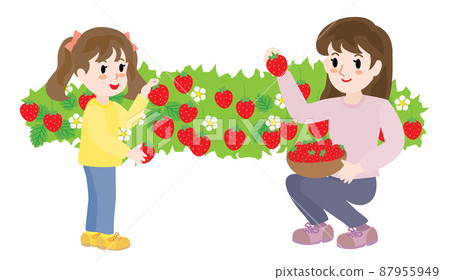 Parents and children picking strawberries 87955949