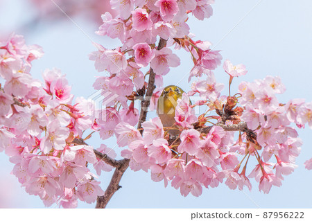 [Kanzakura] Hachisuka Sakura and White-eye 87956222