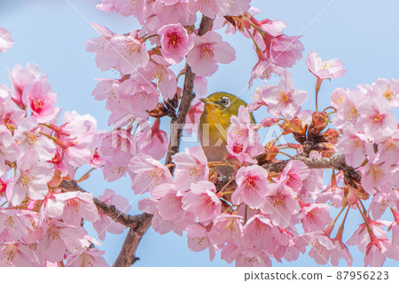[Kanzakura] Hachisuka Sakura and White-eye 87956223