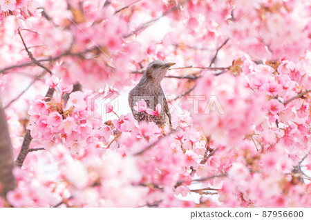 [Kanzakura] Hachisuka cherry blossoms and bulbuls 87956600