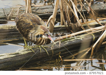 American bittern catching fish Reifel Wildlife Sanctuary British Columbia Canada American bittern catching fish Reifel Wildlife Sanctuary British Columbia Canada 87957021