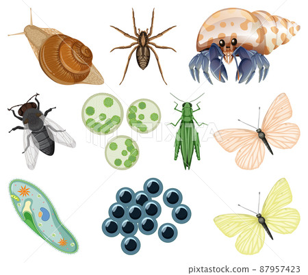 Different kinds of insects and animals on white background 87957423