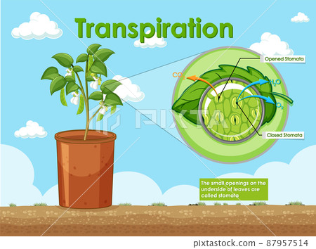 Diagram of transpiration in plant Diagram of transpiration in plant 87957514
