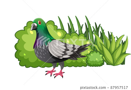 Pigeon bird standing by the bush Pigeon bird standing by the bush 87957517