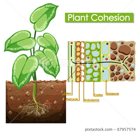 Diagram showing plant cohesion Diagram showing plant cohesion 87957574