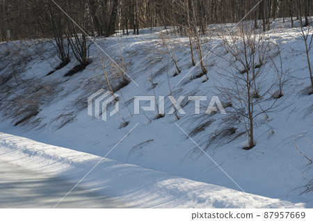 Early spring in a forest 87957669