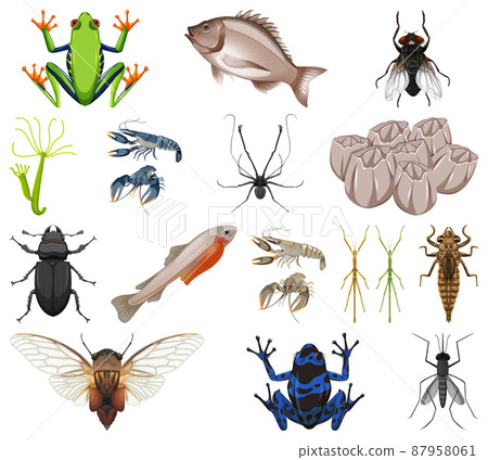 Different kinds of insects and animals on white background Different kinds of insects and animals on white background 87958061