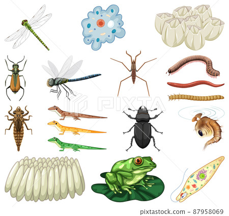 Different kinds of insects and animals on white background 87958069