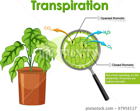 Transpiration in plant on white background Transpiration in plant on white background 87958117