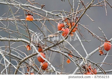 Thrush and persimmon tree. Thrush and persimmon tree. 87958233