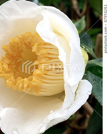 White camellia wet with vermicelli Ami Kamomoto 87958261