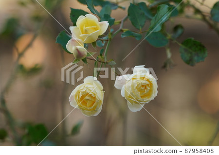 Cream Rose Flower Cream Rose Flower 87958408