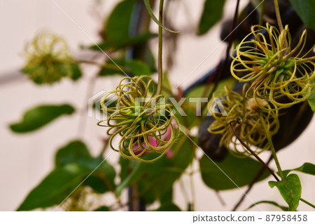After clematis flower 87958458