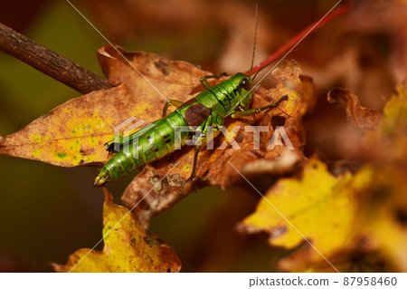 Fukibata in the autumn mountains Fukibata in the autumn mountains 87958460