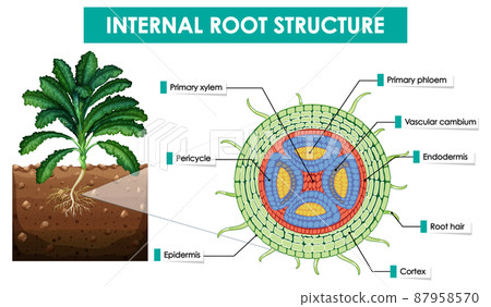 Diagram showing internal root structure - Stock Illustration [87958570 ...