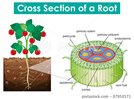 Diagram showing cross section of a root 87958571