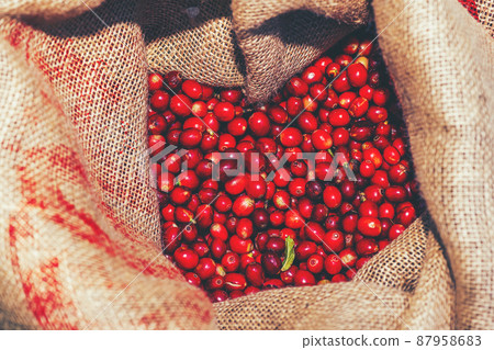 Farmers picked fresh red coffee berries from sacks of hemp. Farmers picked fresh red coffee berries from sacks of hemp. 87958683