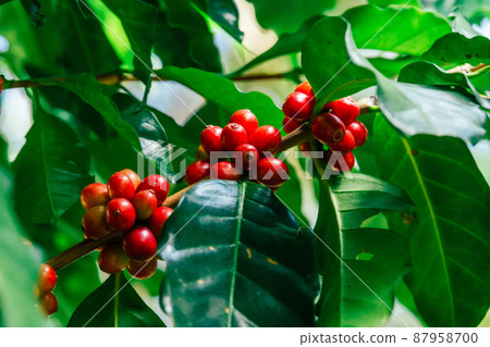 Fresh red Arabica cherry coffee beans with coffee trees Fresh red Arabica cherry coffee beans with coffee trees 87958700