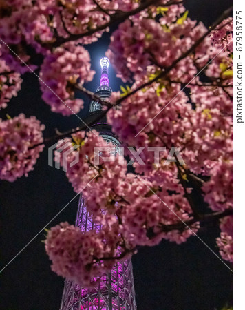 Tobu Bridge Night Cherry Blossom Sky Tree Tobu Bridge Night Cherry Blossom Sky Tree 87958775