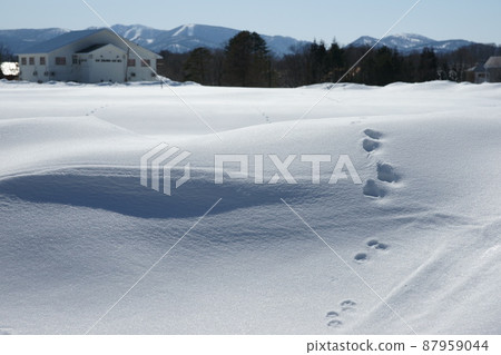 Snowfield with animal footprints 87959044