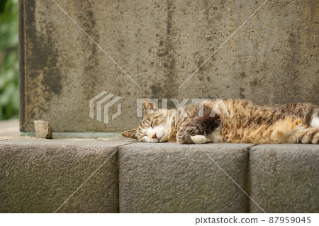 Noraneko taking a nap leisurely 87959045