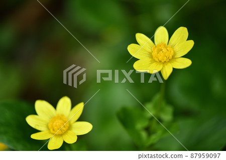 Himekyukinka (Princess Shinkin flower) Himekyukinka (Princess Shinkin flower) 87959097