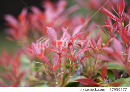 日本仙女座幼葉 87959377