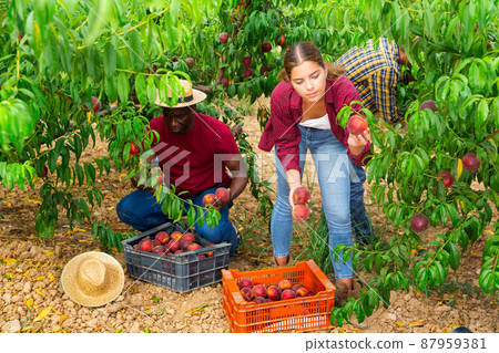 Three plantation workers picking peaches 87959381