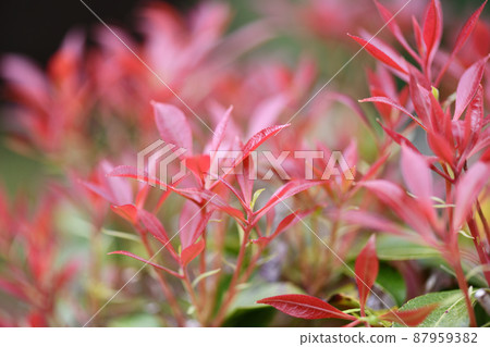 日本仙女座幼葉 87959382