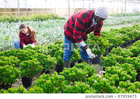flowers, male, man 87959473